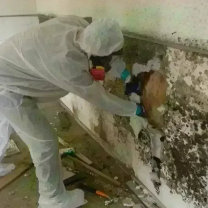 Mold Remediation and Removal in Grantsville, UT